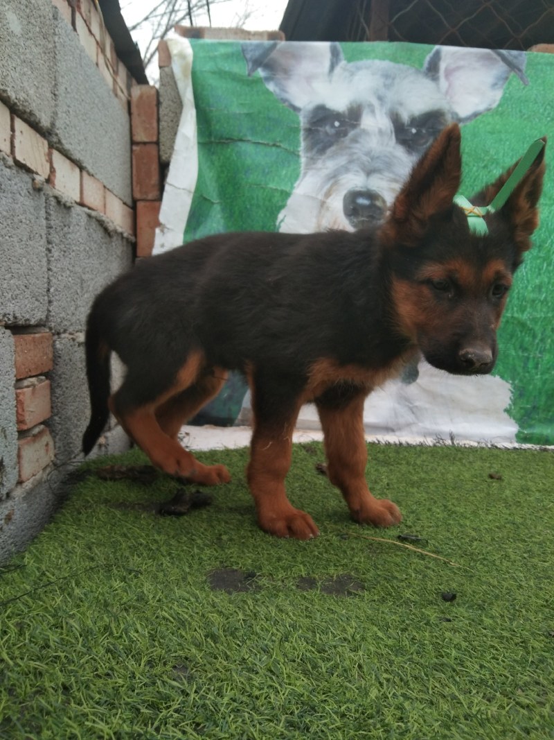 牧羊犬，长毛牧羊犬，牧羊犬幼犬，全国发货