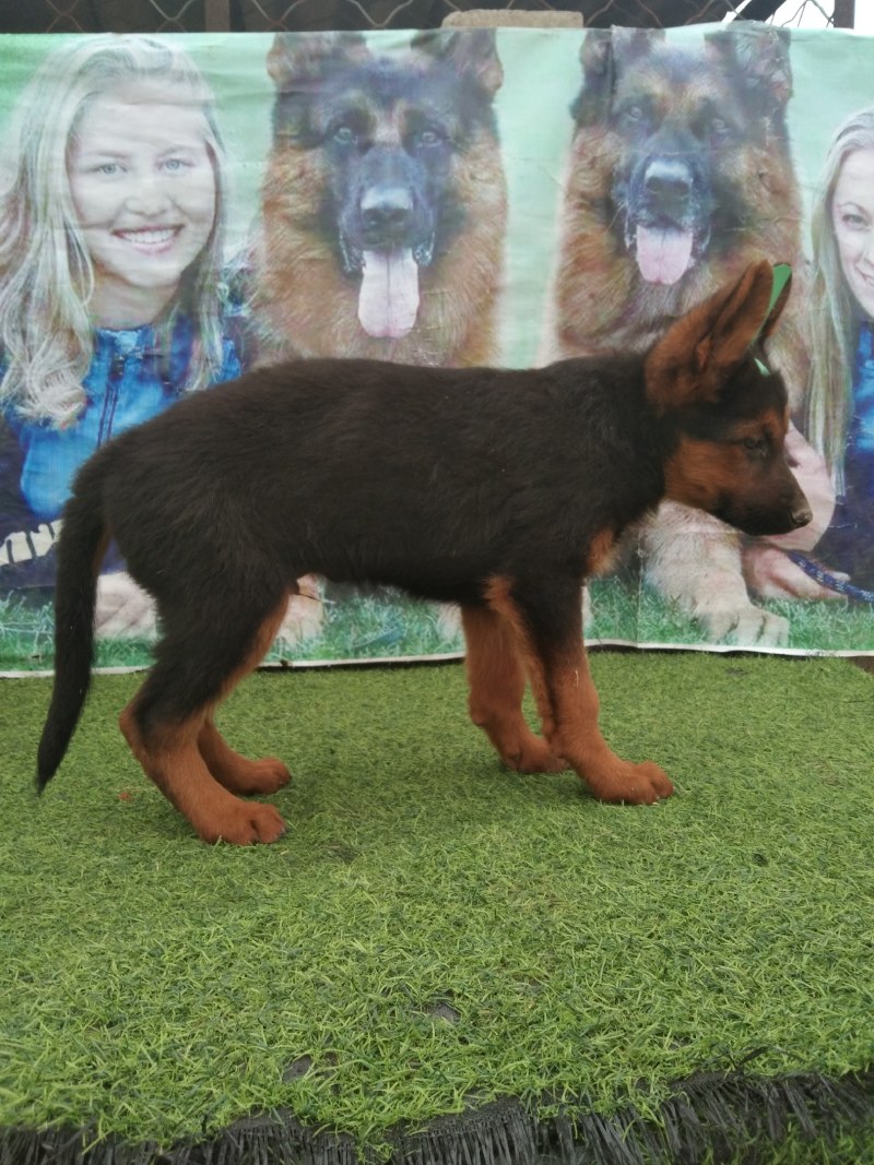牧羊犬，长毛牧羊犬，牧羊犬幼犬，全国发货