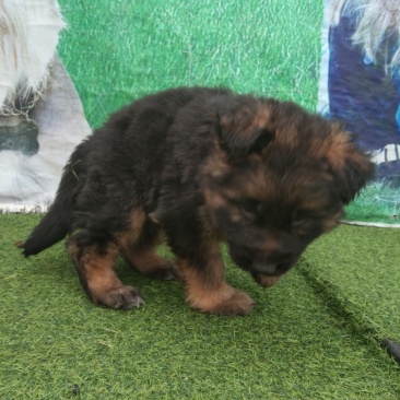 牧羊犬，长毛牧羊犬，牧羊犬幼犬，全国发货