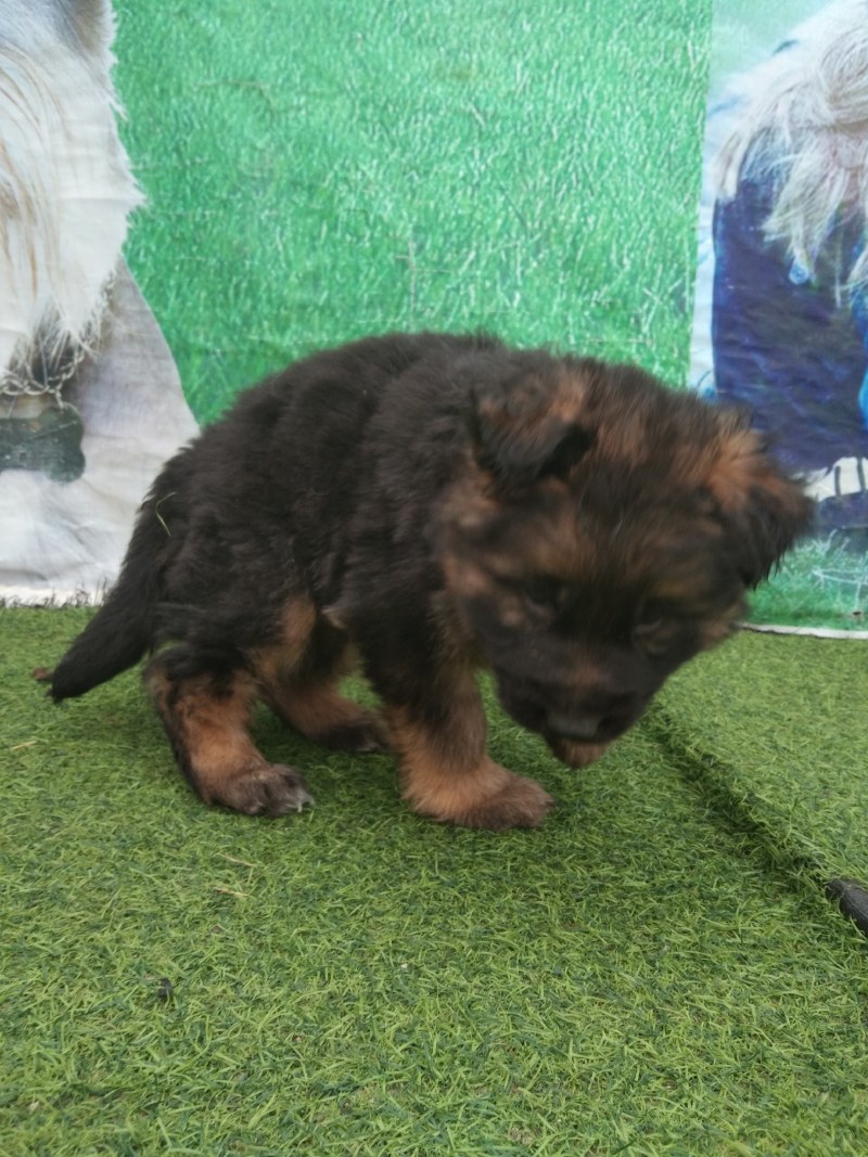 牧羊犬，长毛牧羊犬，牧羊犬幼犬，全国发货
