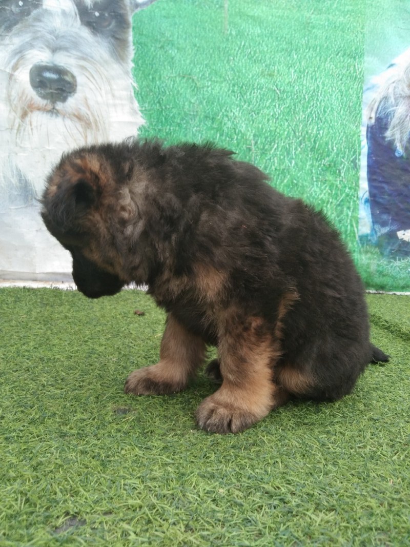 牧羊犬，长毛牧羊犬，牧羊犬幼犬，全国发货
