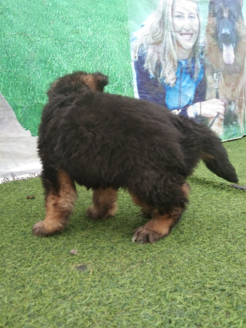 牧羊犬，长毛牧羊犬，牧羊犬幼犬，全国发货