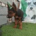 牧羊犬，长毛牧羊犬，牧羊犬幼犬，全国发货