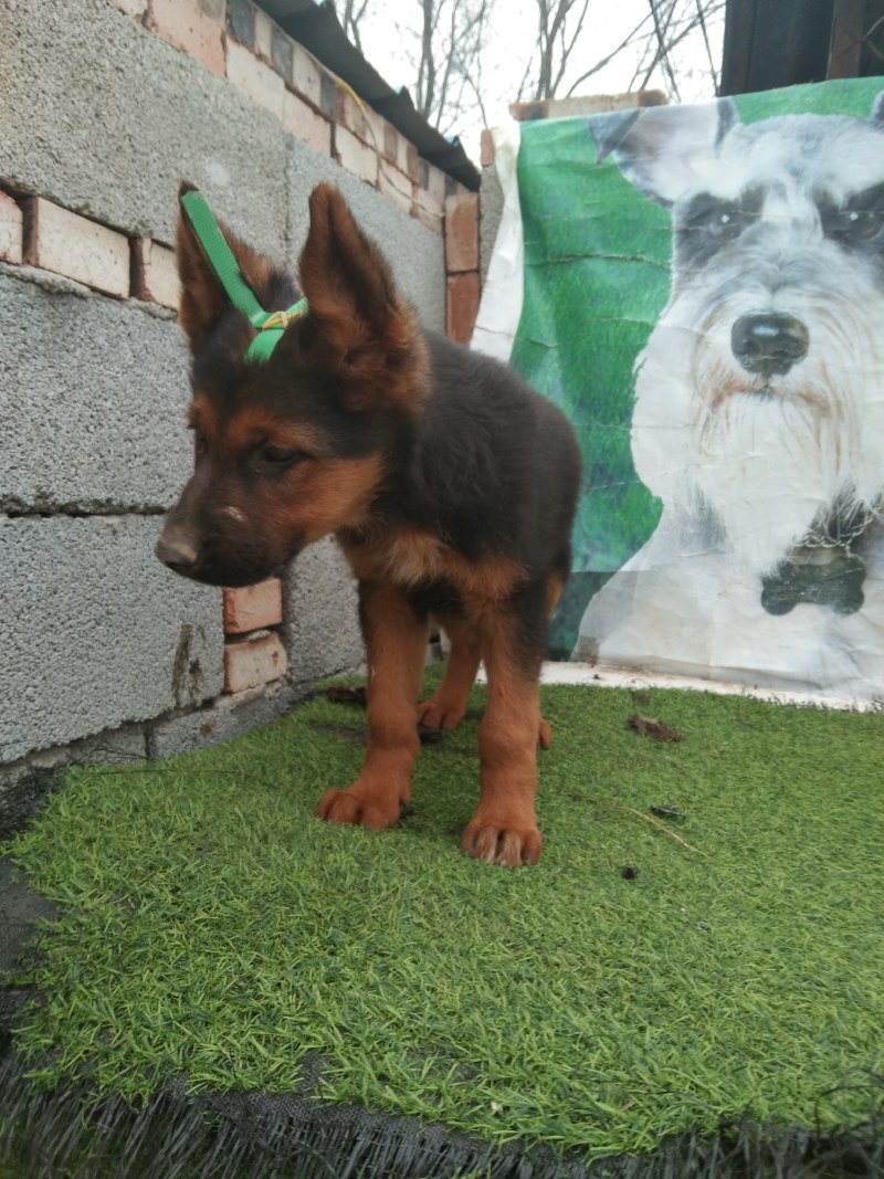 牧羊犬，长毛牧羊犬，牧羊犬幼犬，全国发货