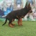牧羊犬，长毛牧羊犬，牧羊犬幼犬，全国发货