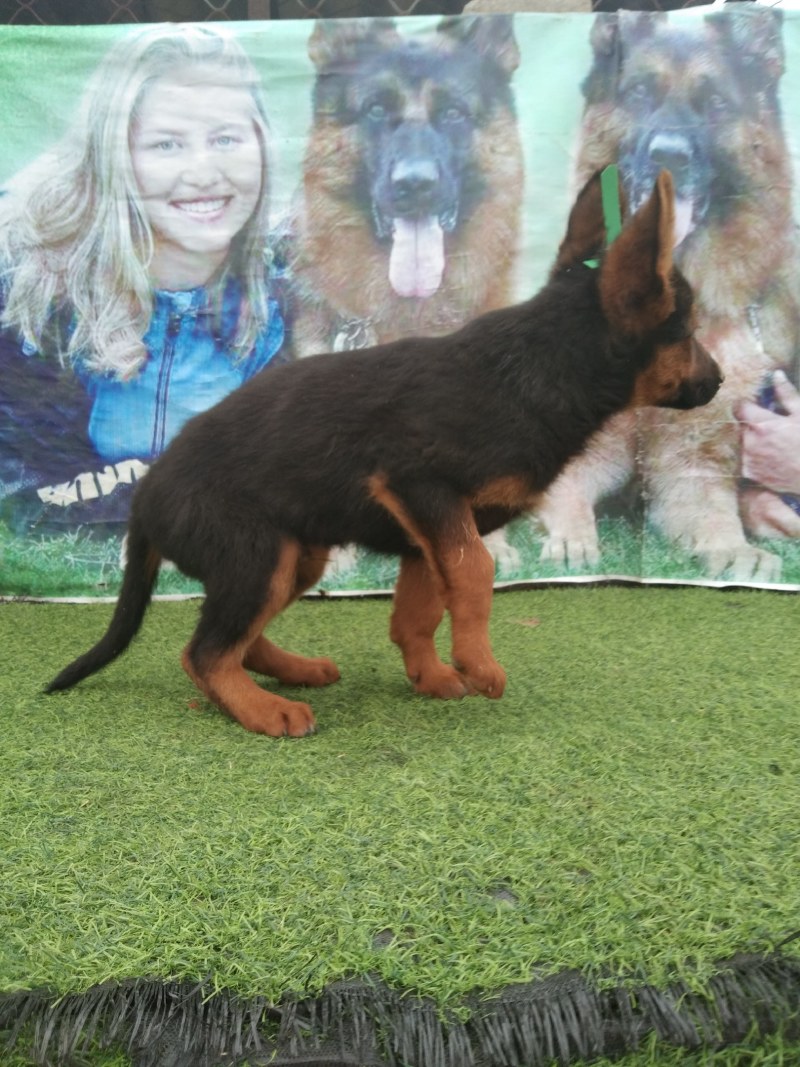 牧羊犬，长毛牧羊犬，牧羊犬幼犬，全国发货