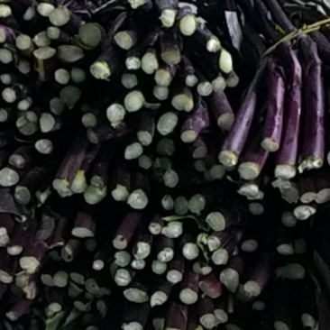 贵州高原红菜苔鲜亮精品