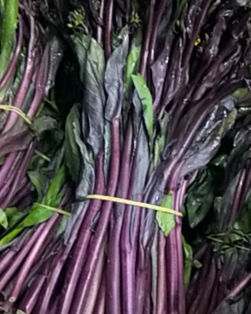 贵州高原红菜苔鲜亮精品