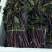 贵州高原红菜苔鲜亮精品