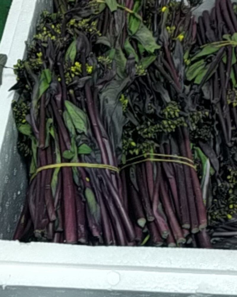 贵州高原红菜苔鲜亮精品