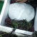 贵州高原红菜苔鲜亮精品
