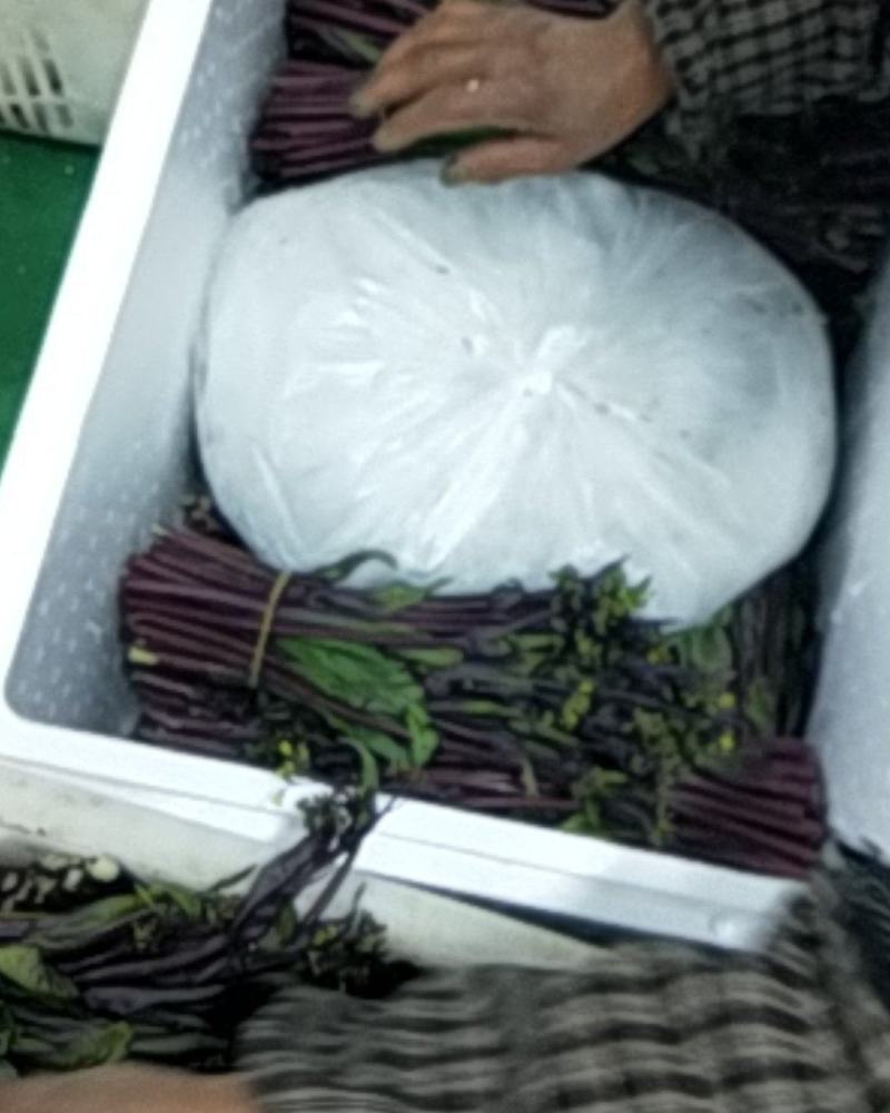 贵州高原红菜苔鲜亮精品