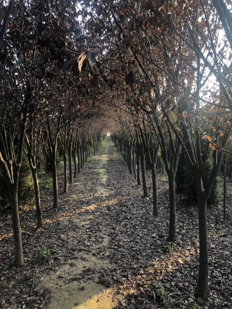 一手货源紫叶李，红叶李苗圃直销量大从优，