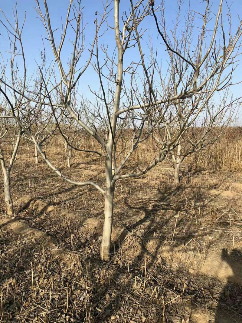 板栗树，产地一手货源，质量保证，欢迎来电咨询