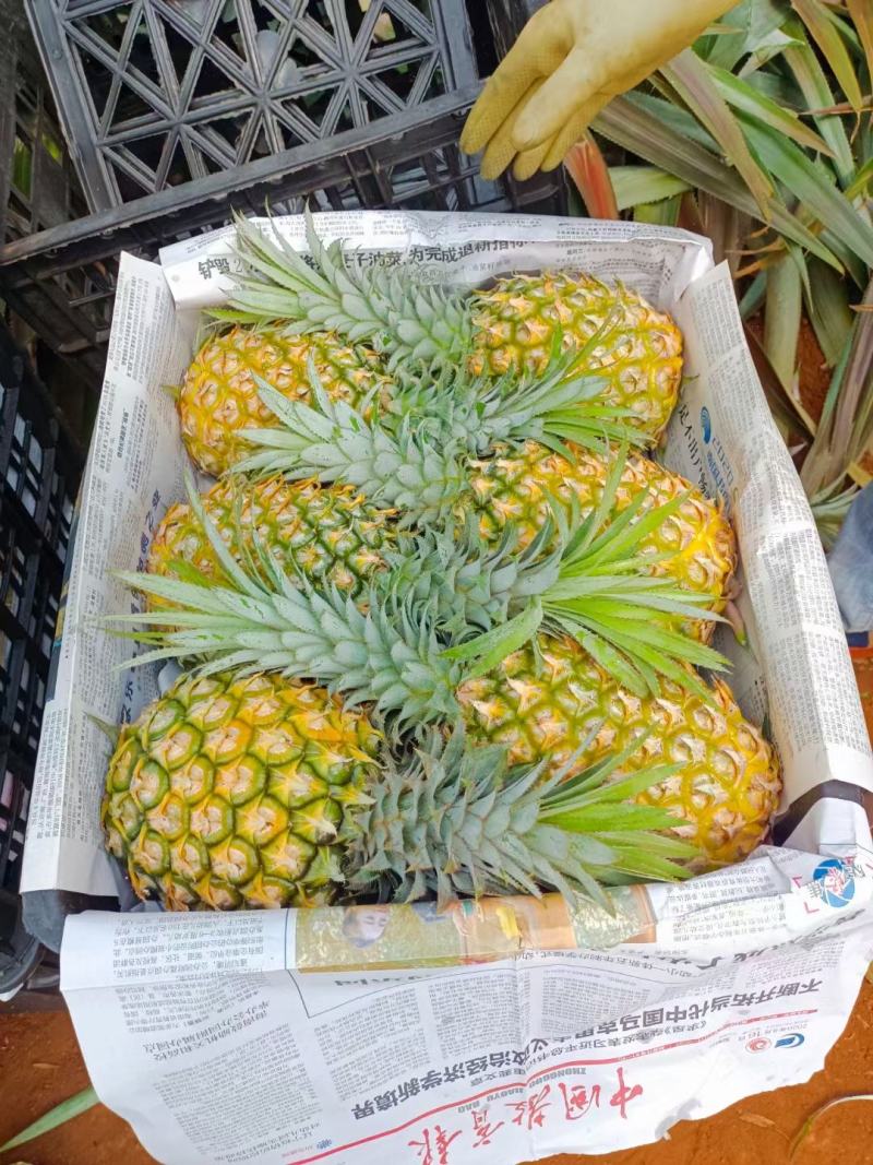 「优」湛江市徐闻县菠萝寻找诚信客户前来购买！！！