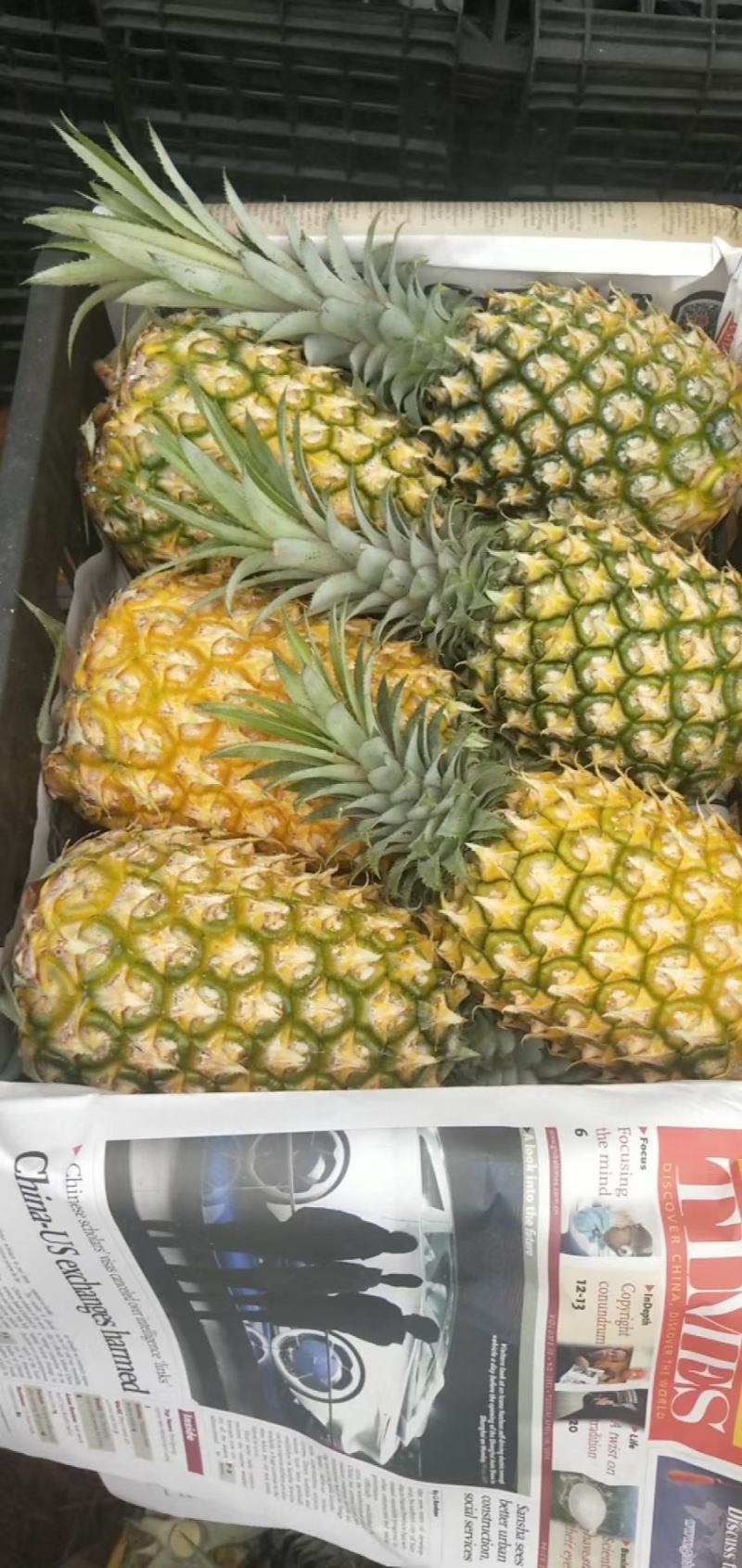 「优」湛江市徐闻县菠萝寻找诚信客户前来购买！！！