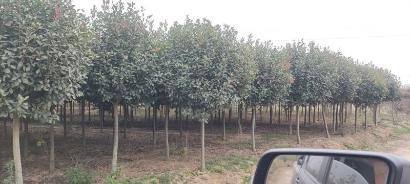 一手货源高杆红叶石楠树，红叶石楠基地直销