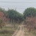 一手货源高杆红叶石楠树，红叶石楠基地直销