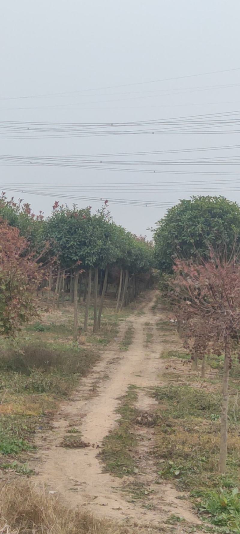 一手货源高杆红叶石楠树，红叶石楠基地直销