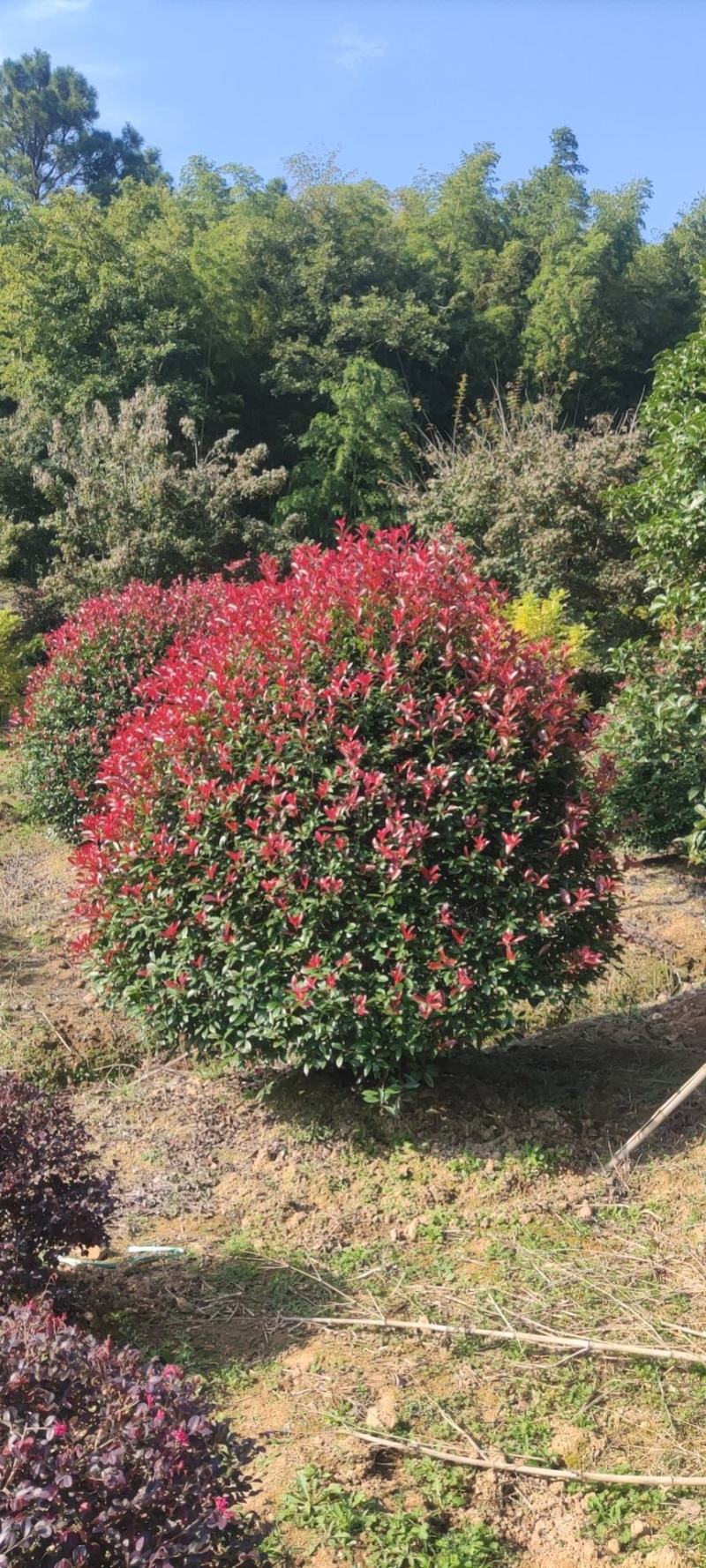 一手货源高杆红叶石楠树，红叶石楠基地直销