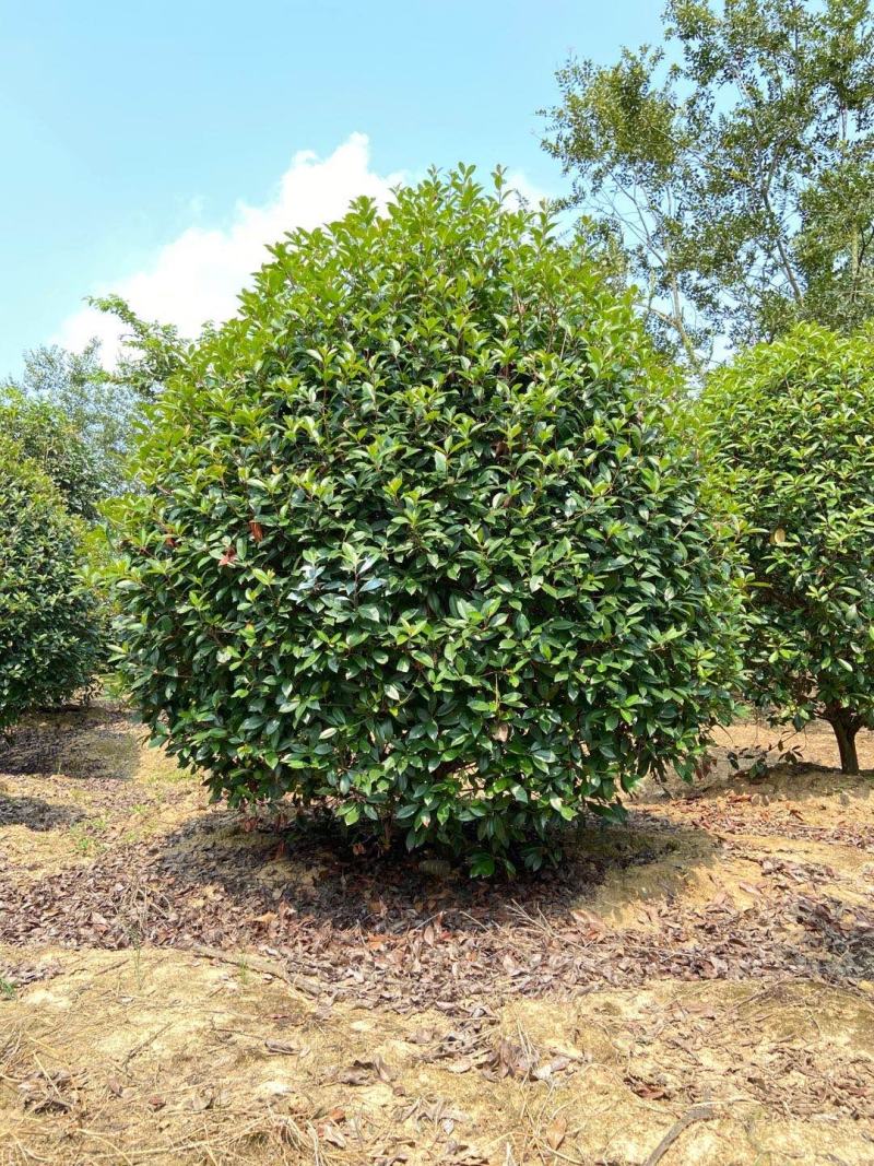 一手货源高杆红叶石楠树，红叶石楠基地直销
