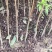信宜钱排远庆种植三华李苗，南北方均可种植