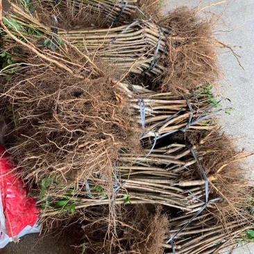 信宜钱排远庆种植三华李苗，南北方均可种植