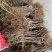信宜钱排远庆种植三华李苗，南北方均可种植