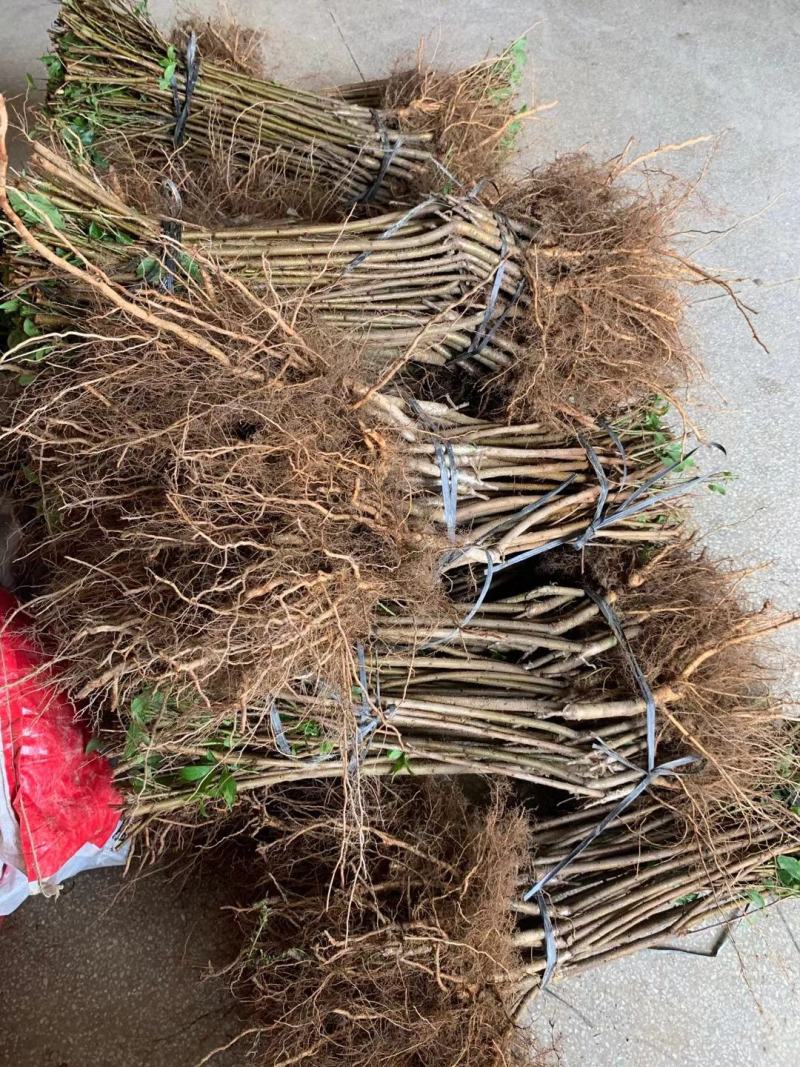 信宜钱排远庆种植三华李苗，南北方均可种植