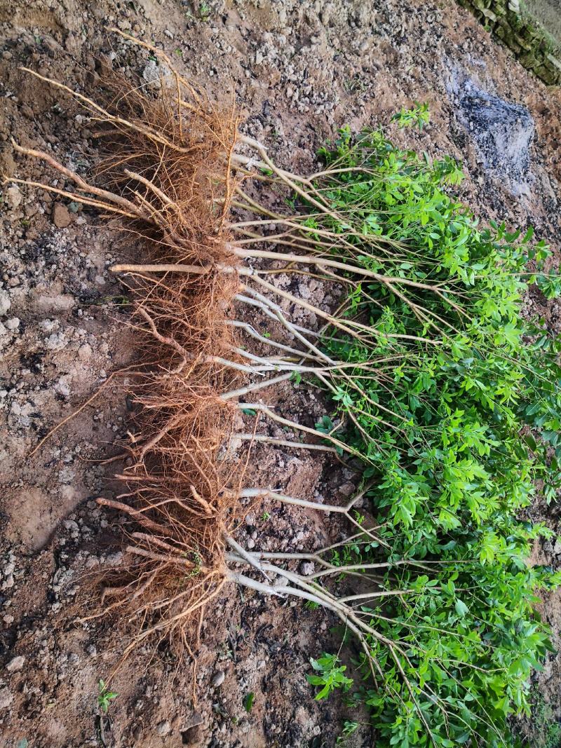 信宜钱排远庆种植三华李苗，南北方均可种植