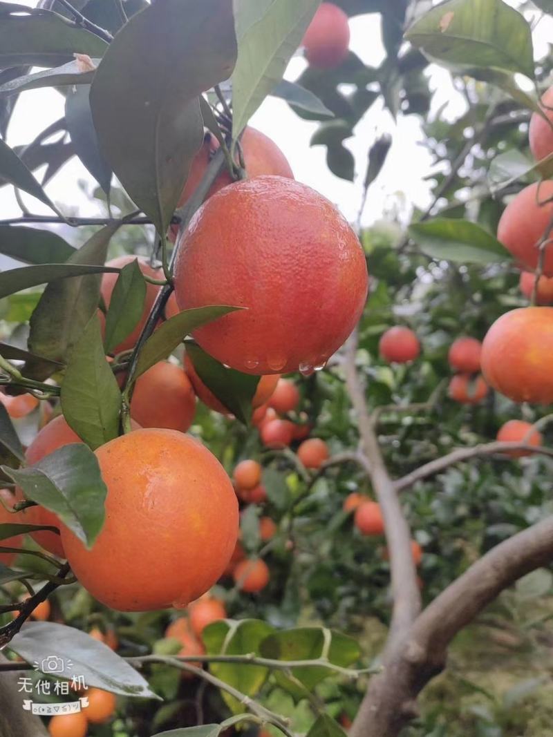 长寿湖塔罗科血橙自家种植，果果十足，货源充足