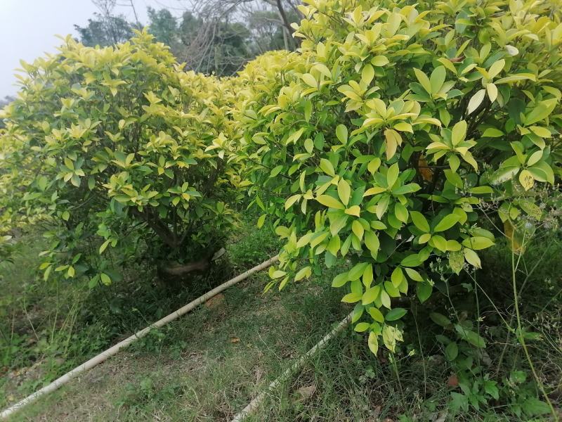 黄金榕球-各种规格尺寸灌木