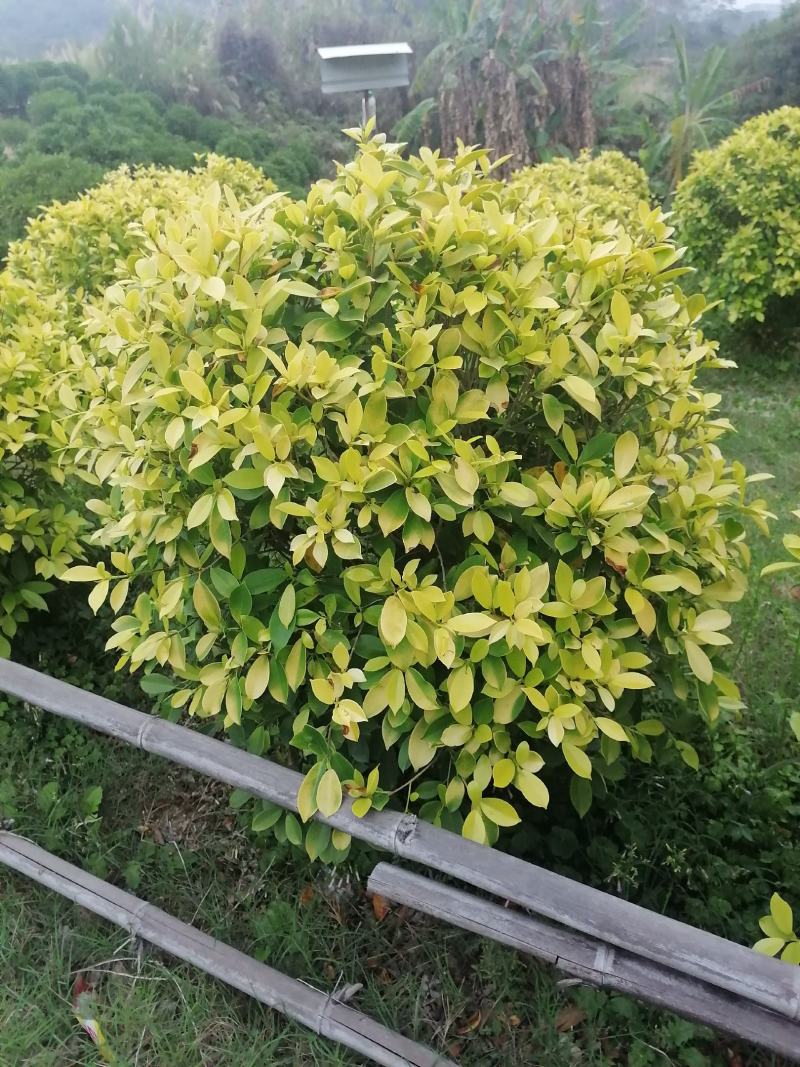 黄金榕球-各种规格尺寸灌木