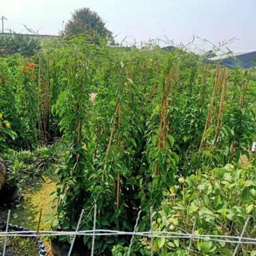 炮仗花20-2米高现货