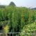 炮仗花20-2米高现货