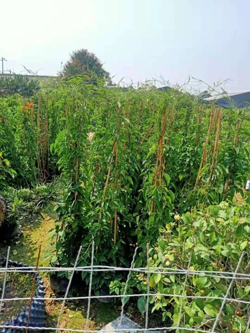 炮仗花20-2米高现货