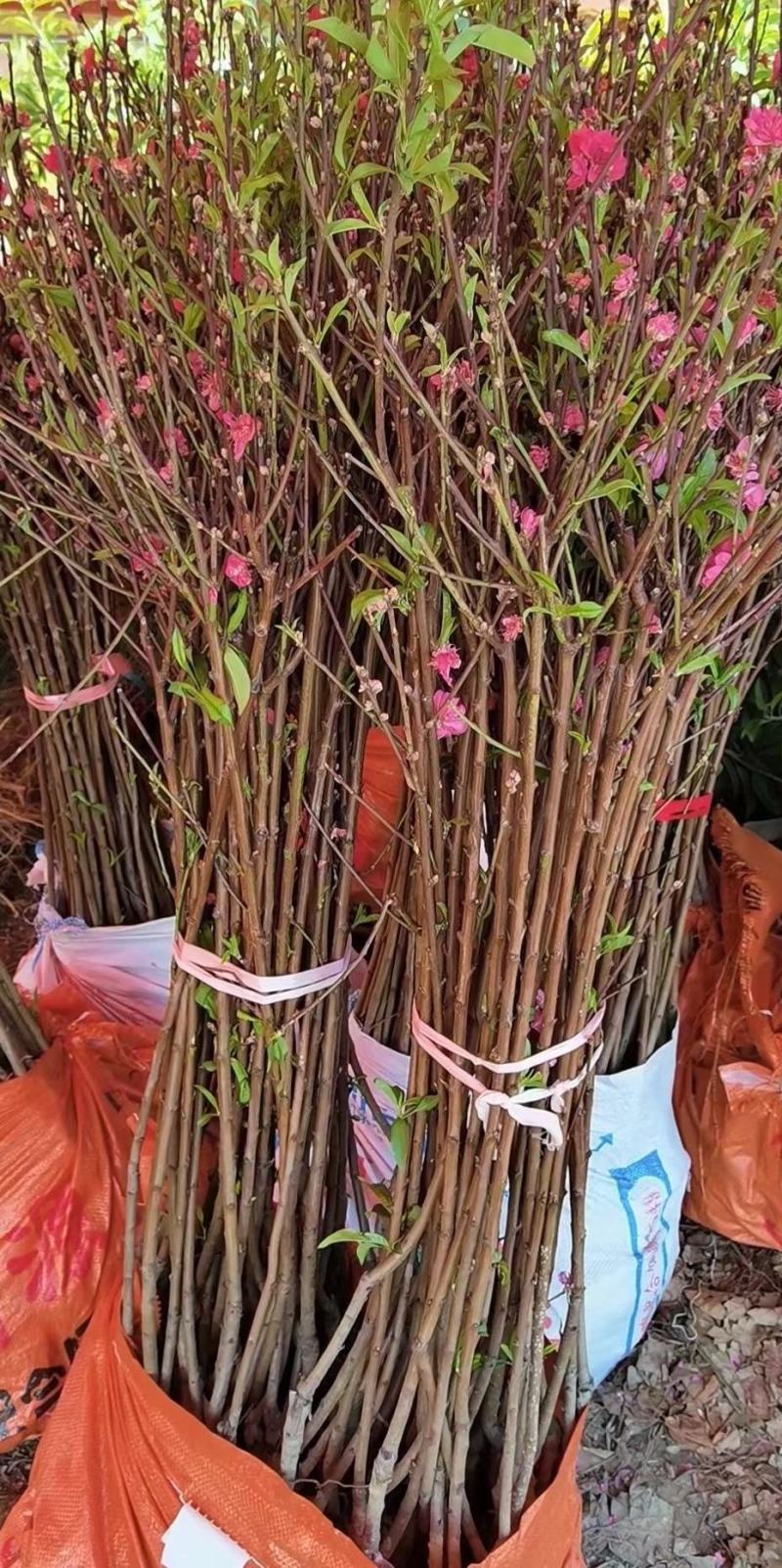 桃花树苗2年苗观赏桃花树苗只开花的桃花苗桃花苗