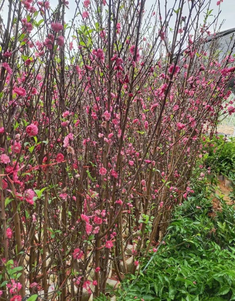 桃花树苗2年苗观赏桃花树苗只开花的桃花苗桃花苗