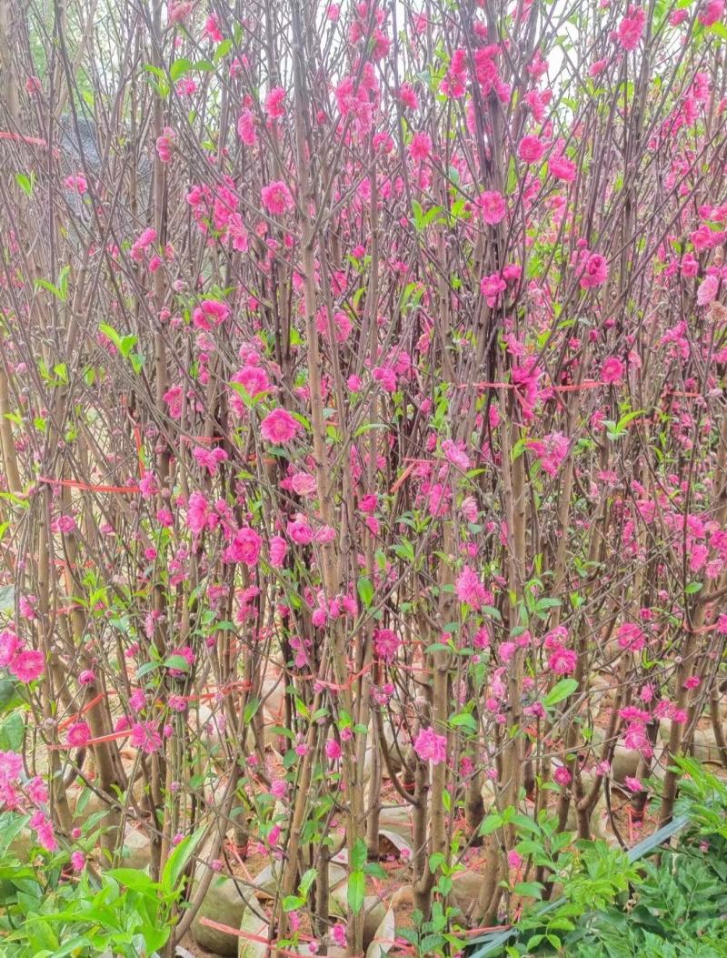 桃花树苗2年苗观赏桃花树苗只开花的桃花苗桃花苗