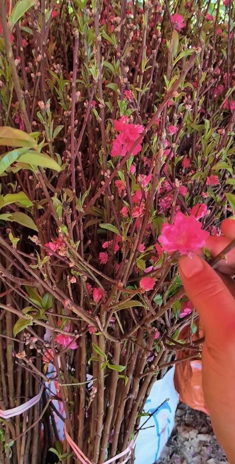 桃花树苗2年苗观赏桃花树苗只开花的桃花苗桃花苗