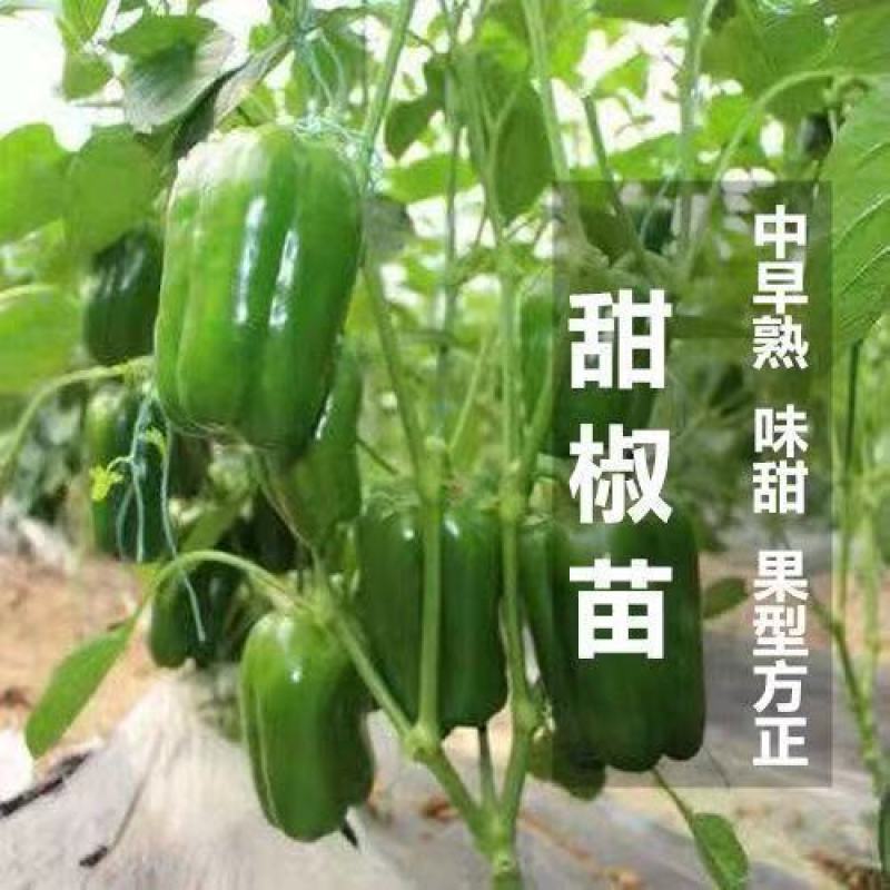 薄皮辣椒苗，螺丝椒，陇椒抗病存活率高，耐运输春秋四季种