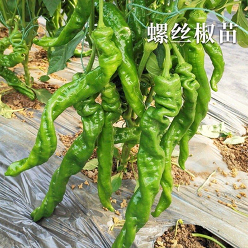 薄皮辣椒苗，螺丝椒，陇椒抗病存活率高，耐运输春秋四季种