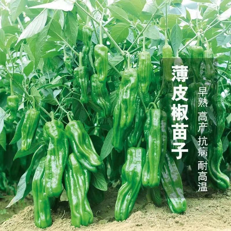 薄皮辣椒苗，螺丝椒，陇椒抗病存活率高，耐运输春秋四季种