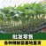 薄皮辣椒苗，螺丝椒，陇椒抗病存活率高，耐运输春秋四季种