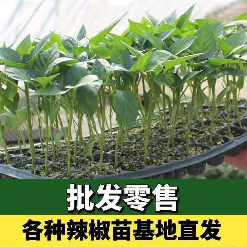 薄皮辣椒苗，螺丝椒，陇椒抗病存活率高，耐运输春秋四季种