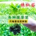 薄皮辣椒苗，螺丝椒，陇椒抗病存活率高，耐运输春秋四季种
