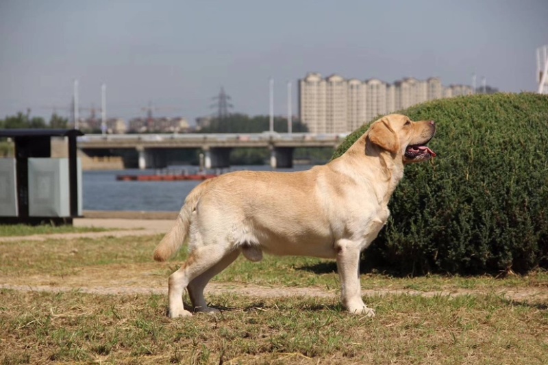 纯种拉布拉多犬幼犬活体神犬小七导盲犬黑色拉布拉多幼犬宠物