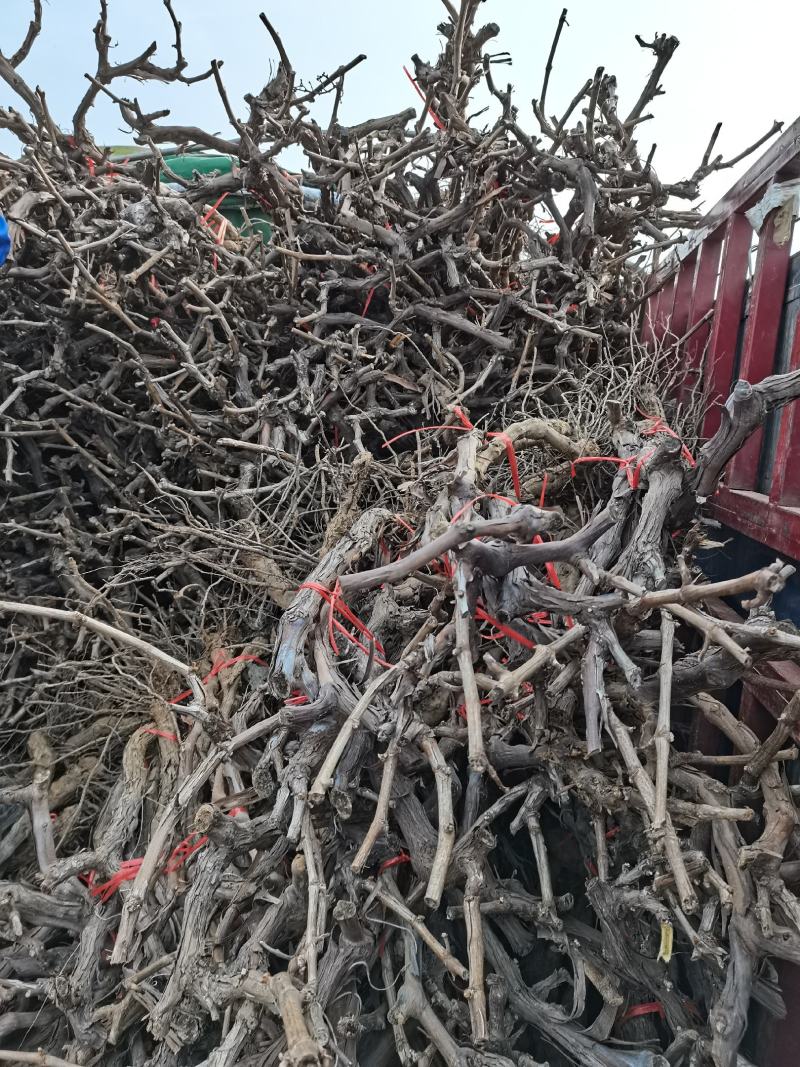 葡萄树占地葡萄树阳光玫瑰葡萄树巨峰葡萄树夏黑葡萄