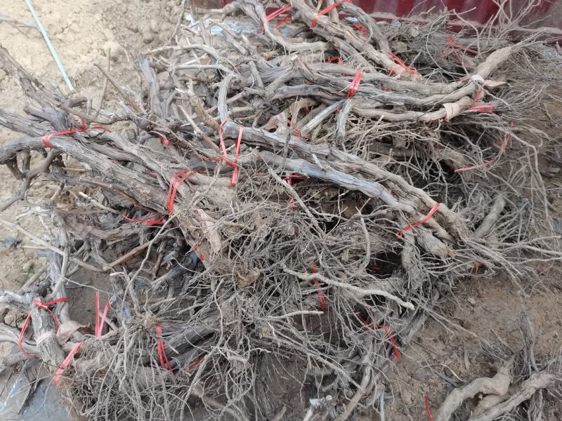 葡萄树占地葡萄树阳光玫瑰葡萄树巨峰葡萄树夏黑葡萄