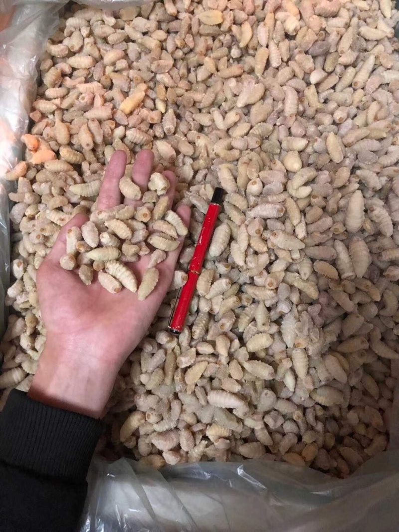 广州伟森批发熟冻土蜂挑屎三级蛹（质量如图）